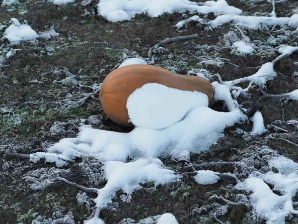 Récolte Gauche Citrouilles Sur Champ Enneigé — Photo