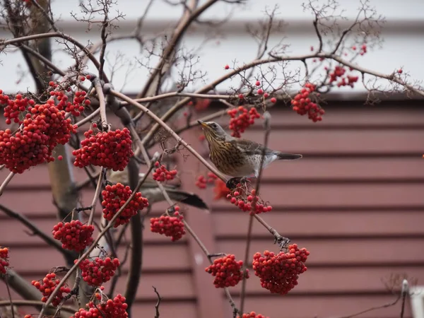 Starlings Foame Ramurile Cenușă Munte — Fotografie, imagine de stoc