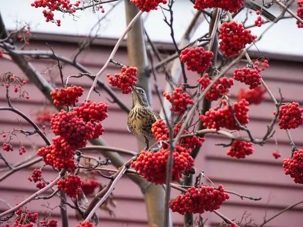 Starlings Foame Ramurile Cenușă Munte — Fotografie, imagine de stoc