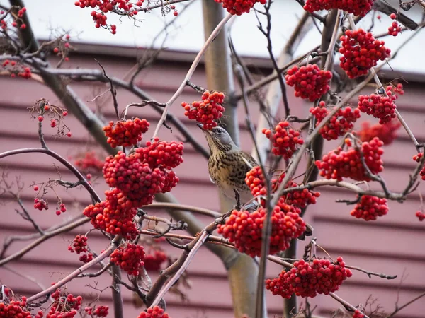 Étourneaux Affamés Sur Les Branches Frêne Montagne — Photo