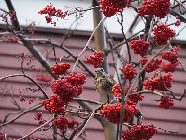 Starlings Foame Ramurile Cenușă Munte — Fotografie, imagine de stoc