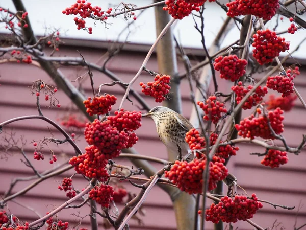 Starlings Foame Ramurile Cenușă Munte — Fotografie, imagine de stoc