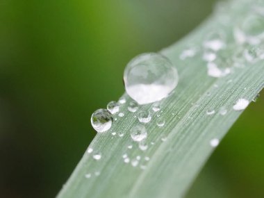 Çimlerin üzerindeki çiy damlaları. Yaklaş.