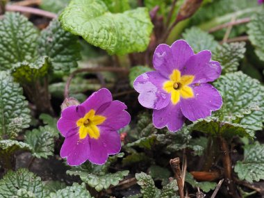 İlkbahar mor çiçekleri Parkta kapanıyor