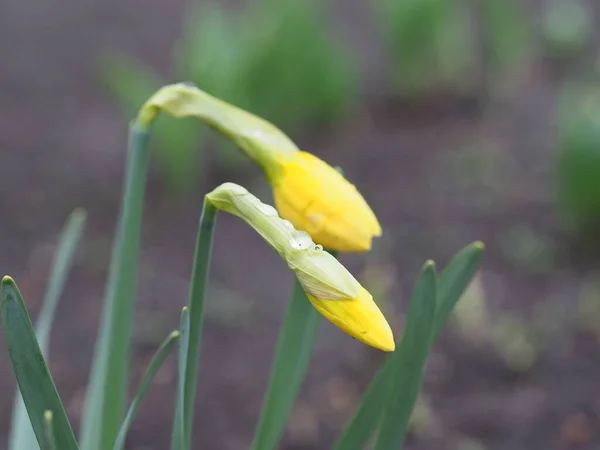 Frühling Gelbe Blüten Aus Nächster Nähe — Stockfoto