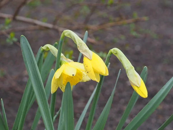 Printemps Fleurs Jaunes Fermer — Photo