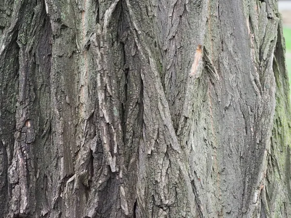 Bark Large Old Tree Close — Stock Photo, Image