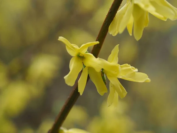 spring yellow flower close up in the park