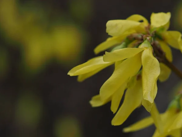 spring yellow flower close up in the park