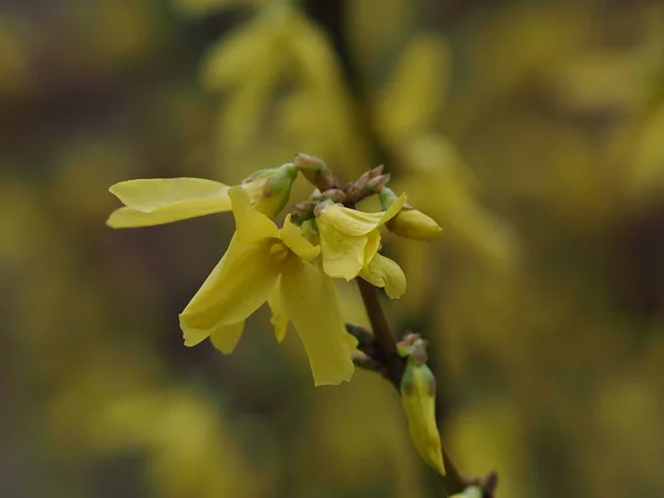 Wiosna Żółty Kwiat Bliska Parku — Zdjęcie stockowe