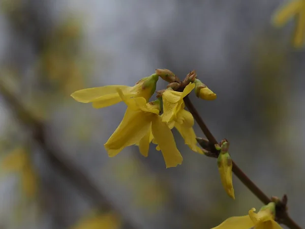 spring yellow flower close up in the park