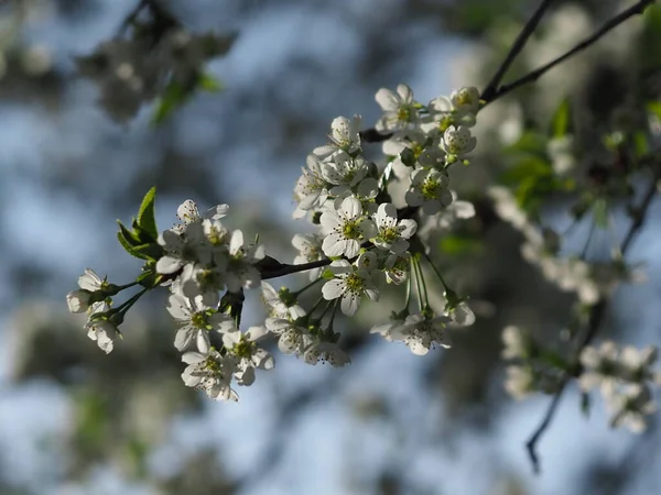 白桜の花を閉じます — ストック写真