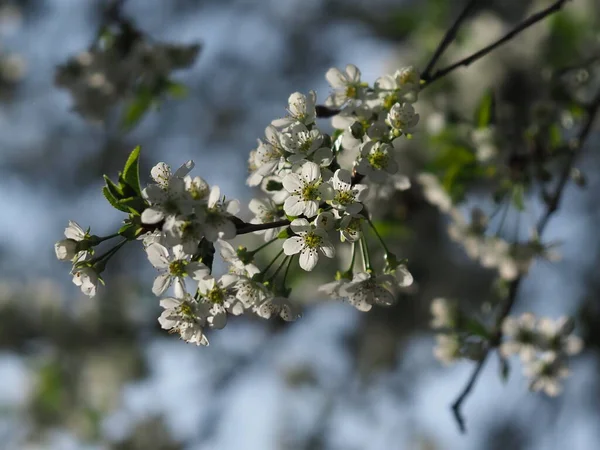 白桜の花を閉じます — ストック写真