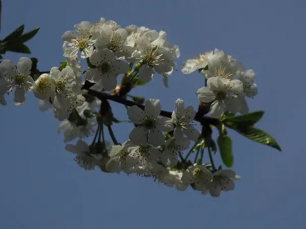 白桜の花を閉じます — ストック写真