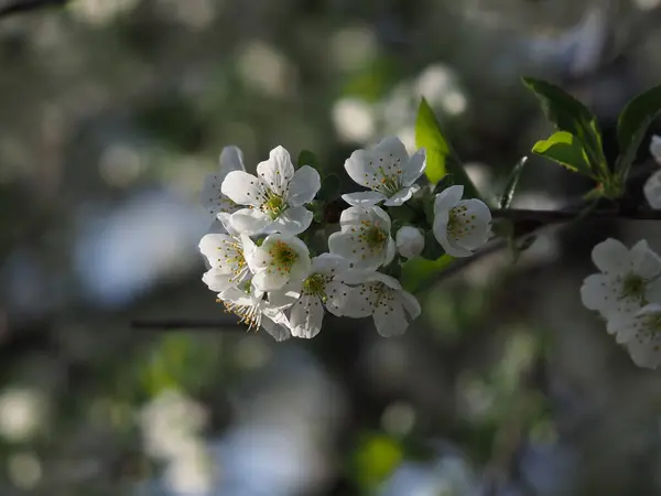 白桜の花を閉じます — ストック写真