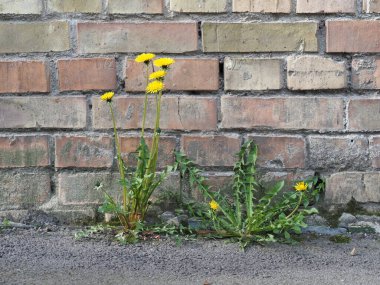 dandelion grown on the asphalt on the brick wall of an old house