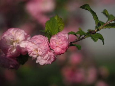 Pembe badem çiçekleri kapanıyor