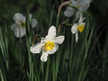 Bahçedeki nergislerin beyaz çiçekleri