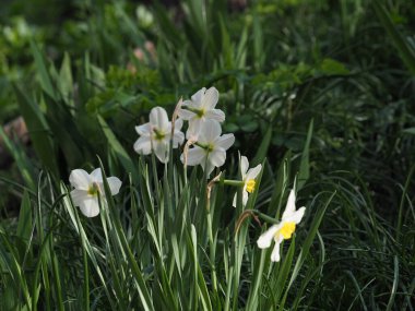 Bahçedeki nergislerin beyaz çiçekleri