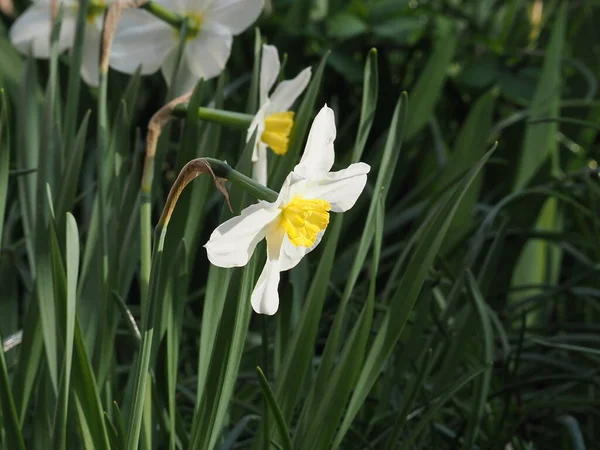 White Flowers Daffodils Garden Close — Stock Photo, Image