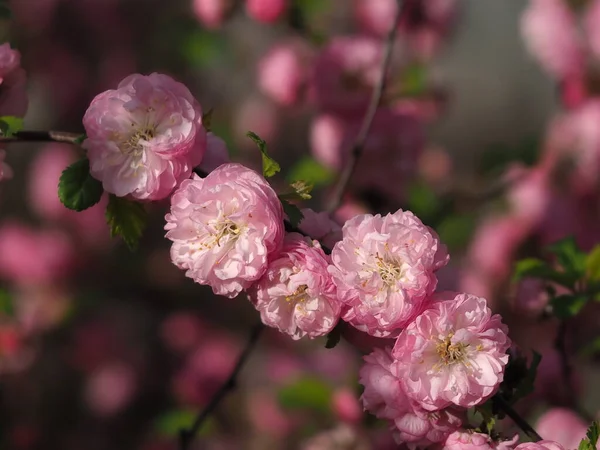 Розовый Миндаль Цветы Закрыть — стоковое фото