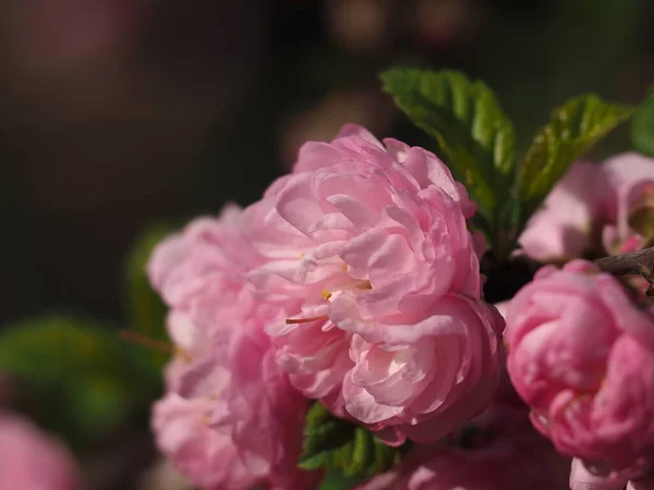 Pink Almond Flowers Close —  Fotos de Stock