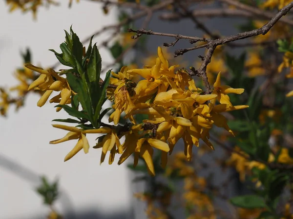 Primavera Fiore Giallo Vicino Nel Parco — Foto Stock