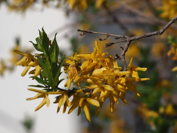 Primavera Flor Amarilla Cerca Parque —  Fotos de Stock