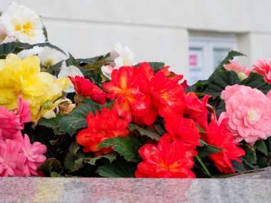 Yakın plan zengin kırmızı ve pembe begonya çiçekleri, bulanık beyaz arkaplana karşı bir saksıda sıkıca toplanmış..