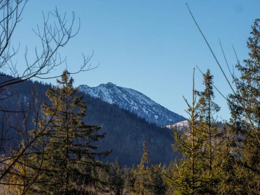 Tatra Ulusal Parkı 'ndaki kayalık bir dağ zirvesinin yemyeşil çam ağaçlarının arasından görünüşü.