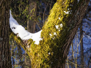 Güneşli bir kış ormanında, ağaç gövdesinde yeşil yosun ve beyaz kar..