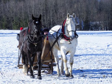 Bir çift siyah beyaz at karlı bir arazide geleneksel bir tahta kızağı çekiyor..