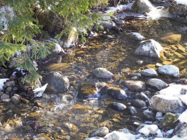 Bir dağ deresinin şeffaf suları. Kış çam ağaçlarının altında renkli taşlar var.