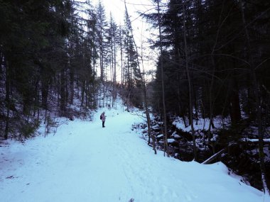Zakopane dağlarında, karlı bir orman yolunda yürüyen birinin uzaktan görünüşü.