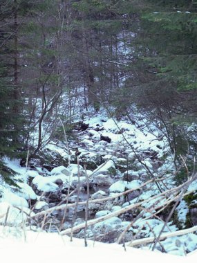 Rocky mountain stream flowing through snowy forest under tall evergreen trees in winter.