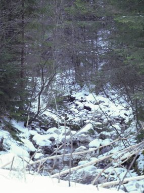 Narrow mountain river winding between snowy forest slopes and rocky banks in winter.