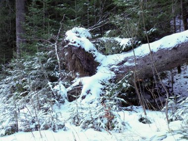 Yoğun bir kış ormanında beyaz karla kaplı büyük bir ağaç gövdesi..