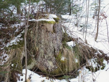 Yaşlı yosunlu ağaç kütüğü, parlak bir kış ormanında taze karla kaplı..