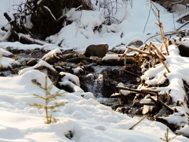 Dağ deresi, kış ormanlarında kurumuş dallarla karla kaplı kıyılarda akıyor..