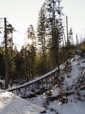 Güneş, uzun çam ağaçlarının arasından düşen kütüklerle karlı bir dağ yolunda parlıyor..