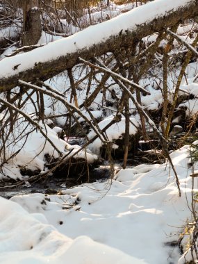 Küçük bir kış deresinin üzerinde karla kaplı bir ağaç gövdesinin yakın çekimi..