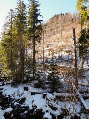 Zakopane 'de uzun çam ağaçları ve karlı yamaçlarla güneşli kış ormanı manzarası.