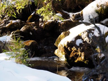 Detail of mountain creek water flowing through sunlit rocks and green moss in winter.