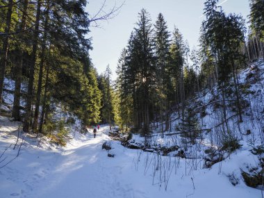Uzun ağaçların arasından süzülen güneş ışınları bir dağ vadisinde karlı bir yola dökülüyor.