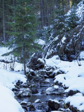 Karlı kozalaklı ormanda süzülen küçük bir dağ deresinin dikey görüntüsü