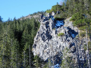 Yeşil orman ağaçlarının üzerinde yükselen devasa gri kayalık kayalık duvar