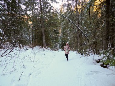 Pembe ceketli bir kadın yürüyüşçü kış ormanlarında karlı bir patikada tek başına yürüyor.