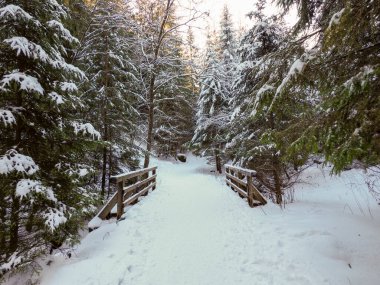Kış ormanındaki bir dağ deresinin üzerinde karla kaplı küçük ahşap köprü.