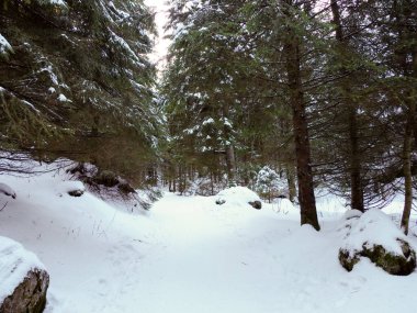Yoğun çam ormanlarıyla çevrili karlı bir dağ yolunun geniş açılı görüntüsü