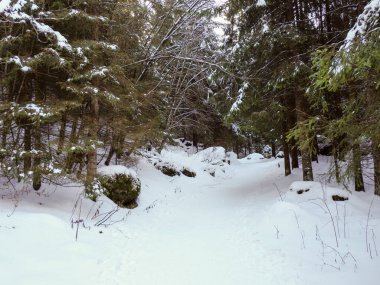Karlı orman patikaları, yüksek yeşil ağaçlar ve büyük kayalar arasında dönüyor.